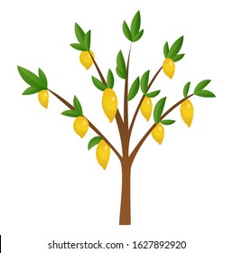Lemon tree with yellow, green lemons, flowers  