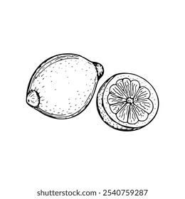 Lemon tropical citrus fruit sketch outline illustration. Simple doodle drawing in engraving style. Hand drawn vector line art clipart