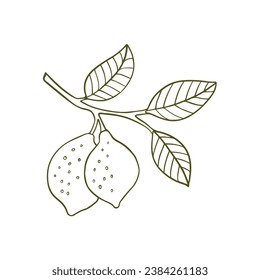Lemon twig with lemon fruits in a flat form. Lemon in the style of graphics. Vector illustration highlighted on a white background.