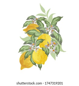 Lemon vector arrangement. Realistic ibackground with yellow fruits, leaves,flowers.Hand drawn summer isolated illustration on white background.