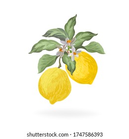 Lemon vector arrangement. Realistic ibackground with yellow fruits, leaves,flowers.Hand drawn summer isolated illustration on white background.