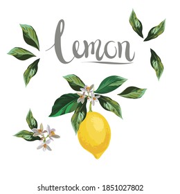 Lemon vector branch on white background. Citrus isolated botanical illustration. Realistic picture for advertising, packaging, wallpaper.