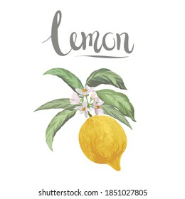Lemon vector branch on white background. Citrus isolated botanical illustration. Realistic picture for advertising, packaging, wallpaper.