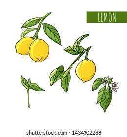 Lemon vector drawing. Lemon fruit artistic illustration. Isolated hand drawn lemon, blooming flowers and leaves.