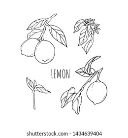 Lemon vector drawing. Lemon fruit artistic illustration.