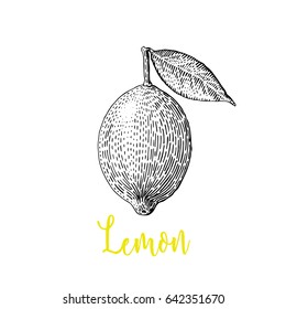Lemon vector drawing. Isolated Lemon engraved