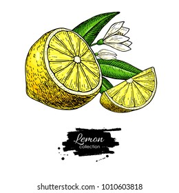 Lemon vector drawing. Summer fruit artistic  illustration. Isolated hand drawn slice, blooming flower, leaves. Vegetarian tropical food. Great for label, poster, print, packaging