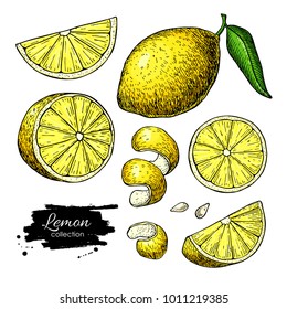 Lemon vector drawing. Summer fruit artistic  illustration.  Isolated hand drawn whole lemon and slice.   Vegetarian tropical food. Great for label, poster, print, packaging