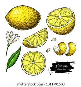 Lemon vector drawing. Summer fruit artistic  illustration. Isolated hand drawn slice, blooming flower, leaves. Vegetarian tropical food. Great for label, poster, print, packaging