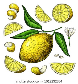 Lemon vector drawing. Summer fruit artistic  illustration. Isolated hand drawn slice, blooming flower, leaves. Vegetarian tropical food. Great for label, poster, print, packaging