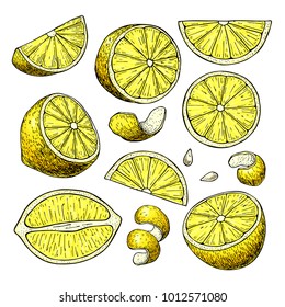 Dibujo de Vector de limón. Ilustración artística de frutas de verano.  Limón entero dibujado a mano aislado y rebanada.   Comida tropical vegetariana. Grande para la etiqueta, cartel, impresión, embalaje