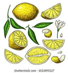 Lemon vector drawing. Summer fruit artistic  illustration. Isolated hand drawn slice, blooming flower, leaves. Vegetarian tropical food. Great for label, poster, print, packaging