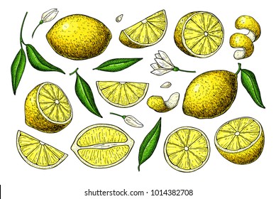 Lemon vector drawing. Summer fruit artistic  illustration. Isolated hand drawn slice, blooming flower, leaves. Vegetarian tropical food. Great for label, poster, print, packaging