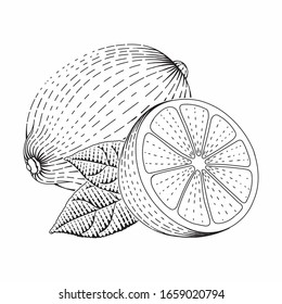 Ilustración de estilo vectorial de limón grabado para carteles, decoración e impresión. Dibujo a mano de fruta de la pasión en monocromo. Dibujo detallado de linchas de comida vegetariana. La imitación de la tabla de raquetas.