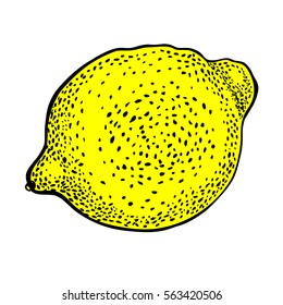 lemon. Vector hand drawn graphic illustration.