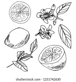 lemon vector illustration, flower petals sheets black outline on white background