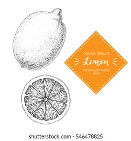 Lemon vector illustration. Hand-drawn design element. A fruit drawn in vintage style