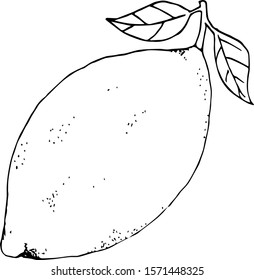 Lemon vector illustration no background isolated