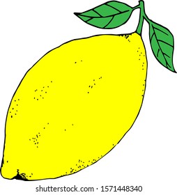 Lemon vector illustration no background isolated