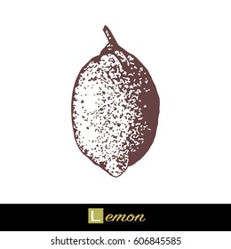 Lemon vector illustration in vintage style. Hand drawn lemon isolated on a white background. Design for eco, nature, tea products, pharmacy cosmetics, body care products, sign cards, packaging..