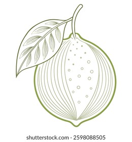 Lemon vector line art on white background