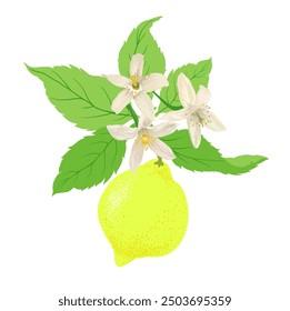 Lemon vector single element on white background. Natural fruit, isolated with clipping path. Hand drawn illustration. Package design.