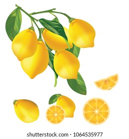 Lemon Vector, sliced on pieces fresh lemons, leaves