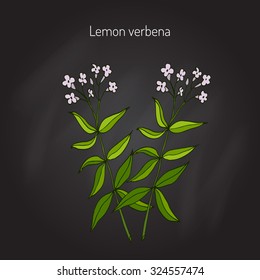 Lemon verbena, or lemon beebrush (aloysia citrodora) - aromatic and medicinal plant. Vector illustration