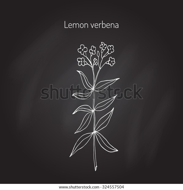 Lemon Verbena Lemon Beebrush Aloysia Citrodora Stock Vector (Royalty ...