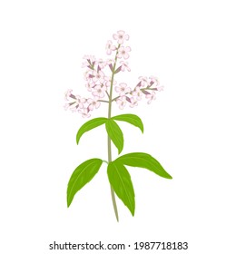 Lemon Verbena Flower Isolated On White Background. Vector Illustration Of A Fragrant Plant In Cartoon Flat Style.