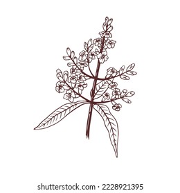 Lemon verbena hand drawn Illustration. Tea herb, oil