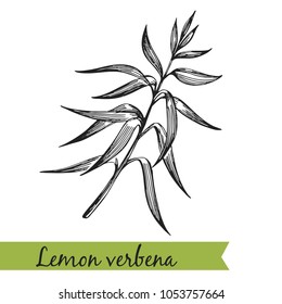 Lemon verbena - hand-drawn illustration