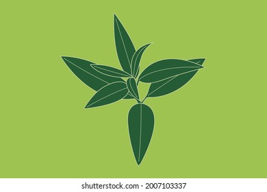 Lemon Verbena Leaf Plants Plant Life Vegetable Leaf