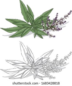 lemon verbena vector illustration, colored and black and white, isolated background.