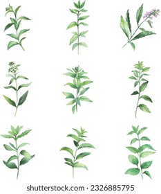 Lemon Verbena.Acuarela de menta aislada en fondo blanco. Ilustración pintada a mano.