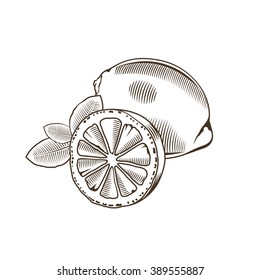 Lemon in vintage style. Line art vector illustration