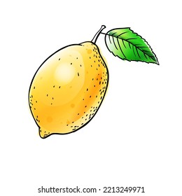 Lemon watercolor sketch vector illustration on white background.