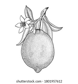 Lemon. Whole fruit. Branchs with  leaves, flowers. Hand drawn vector illustration isolated on white. Retro, engraved vintage style.