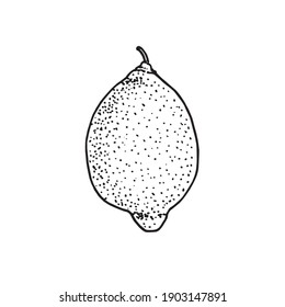 Lemon whole fruit, doodle black ink drawing, woodcut style