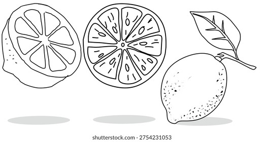 Lemone oranges drawn sketch doodle line out citur fruits illustration
