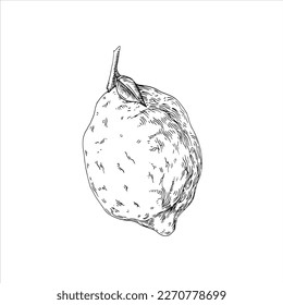 Lemone vector drawing. Hand drawn berry on white background. Summer fruits engraved style illustration. Great for labels, posters, prints.