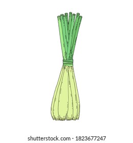 Lemongrass bunch.  Aroma spice plant. Herb for tea. Hand drawn vector outline sketch illustration.  