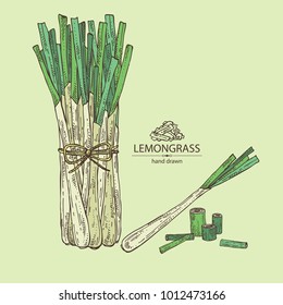 Lemongrass: bunch, plant and dry lemongrass,. Vector hand drawn illustration.