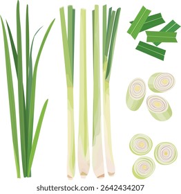 Grama-limão, Citronela, Cymbopogon, Grama de arame farpado, Cabeças sedosas, Cabeças oleosas, Grama de Cochim, Grama Malabar, Febre Grama desenhada à mão Vetor Ilustração conjunto isolado