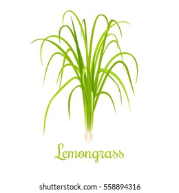 Lemongrass or Cymbopogon or Citronella grass. culinary herb. spicy. green leaves and root. Vector illustration. For cosmetics, labels, natural health care products. Can be used as logo, price tag,