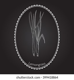 Lemongrass (cymbopogon), or  lemon grass, barbed wire grass, silky heads, citronella grass. Culinary and medicinal herb. Hand drawn botanical vector illustration