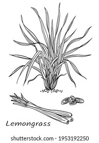 Lemongrass (Cymbopogon), plant and raw materials, black and white vector illustration. Used in cooking, perfumery, medicine. The image of this plant can be applied to labels, packaging, menus, etc.