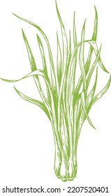 Lemongrass Drawing Isolated Vintage Illustration Of Leaves Organic Essential Oil Engraved Style Sketch