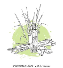 Lemongrass essential oil in glass bottle and bunch of aromatic herbs. Lemongrass hand drawn outline vector illustration. Engraved botanical sketch bundle stalks and slices on green watercolor spot