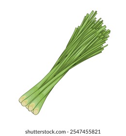 Lemongrass. Fresh Lemongrass Stalks Illustration. Lemongrass. A middle note in perfumery.